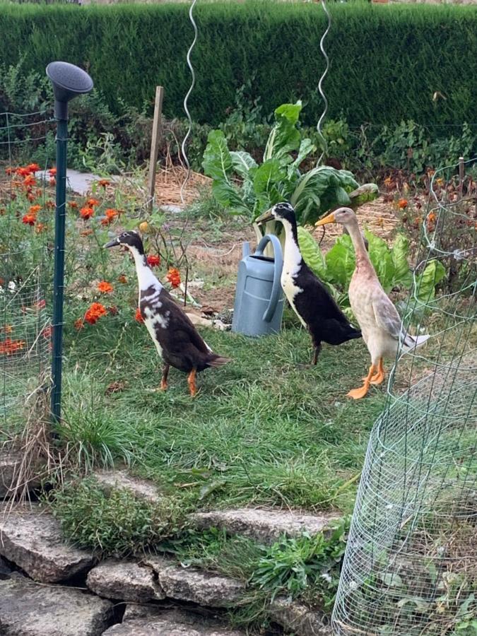 Bed and Breakfast La Basse Monniere Sevremont Esterno foto